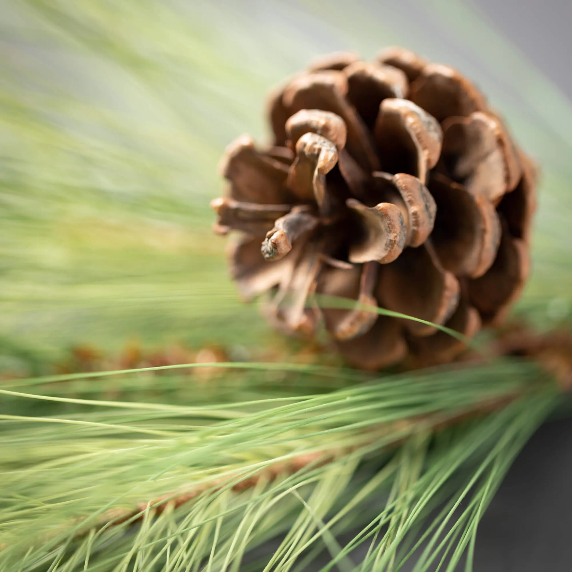 6'L Sullivans Light Long Pine & Cone Garland, Green Christmas Garland