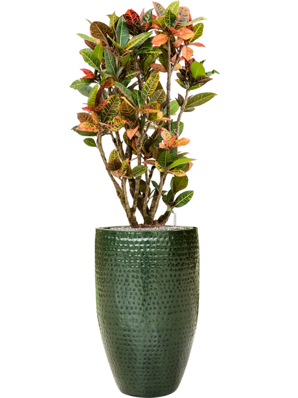 Croton (Codiaeum) variegatum 'Petra' in Thom Office Plant With Pot 159cm Height 33cm Dia