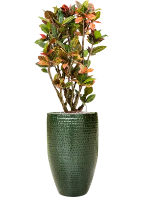 Croton (Codiaeum) variegatum 'Petra' in Thom Office Plant With Pot 159cm Height 33cm Dia