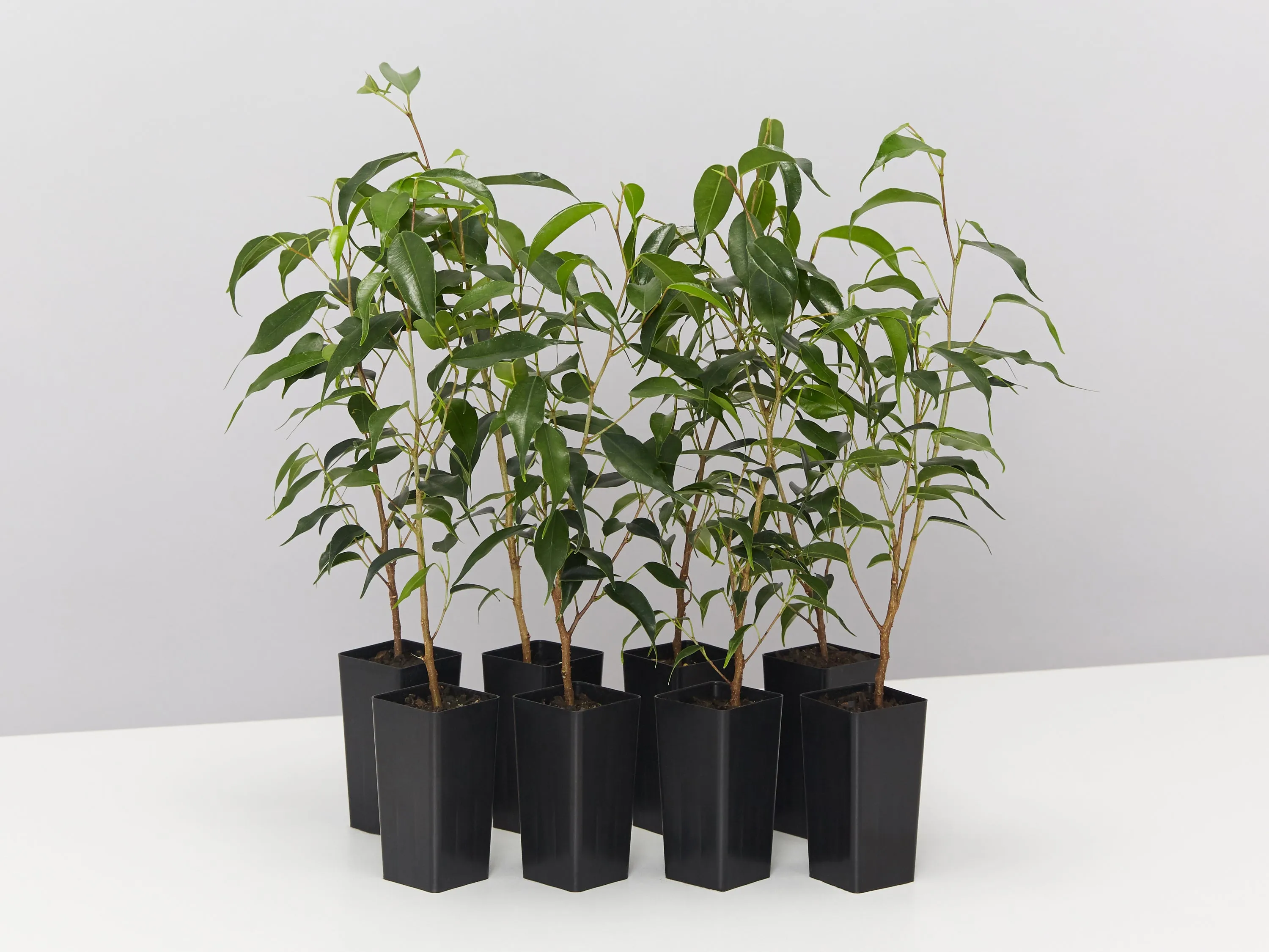 Ficus Midnight Petite - Weeping fig