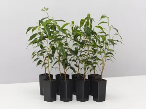 Ficus Midnight Petite - Weeping fig