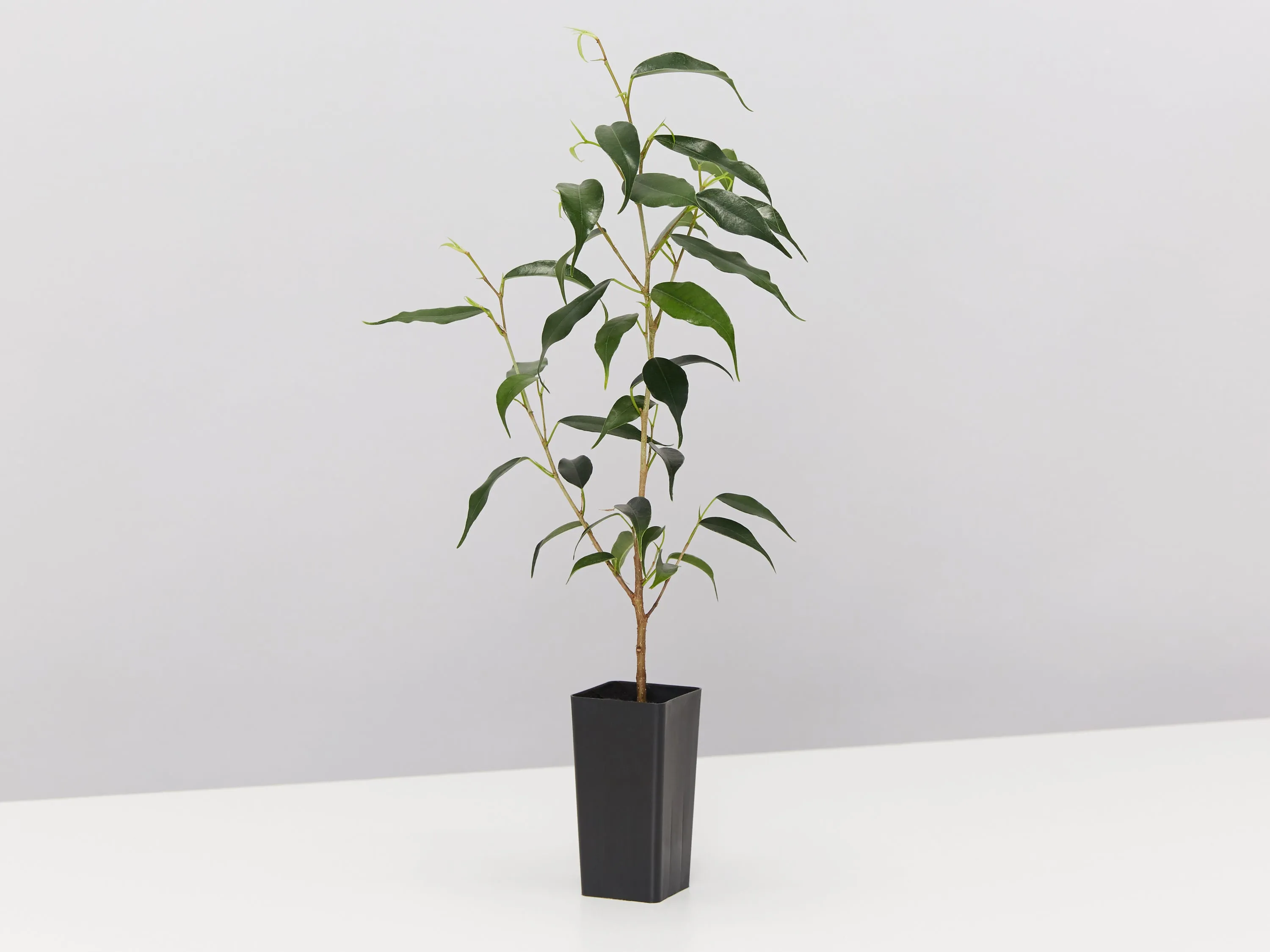 Ficus Midnight Petite - Weeping fig