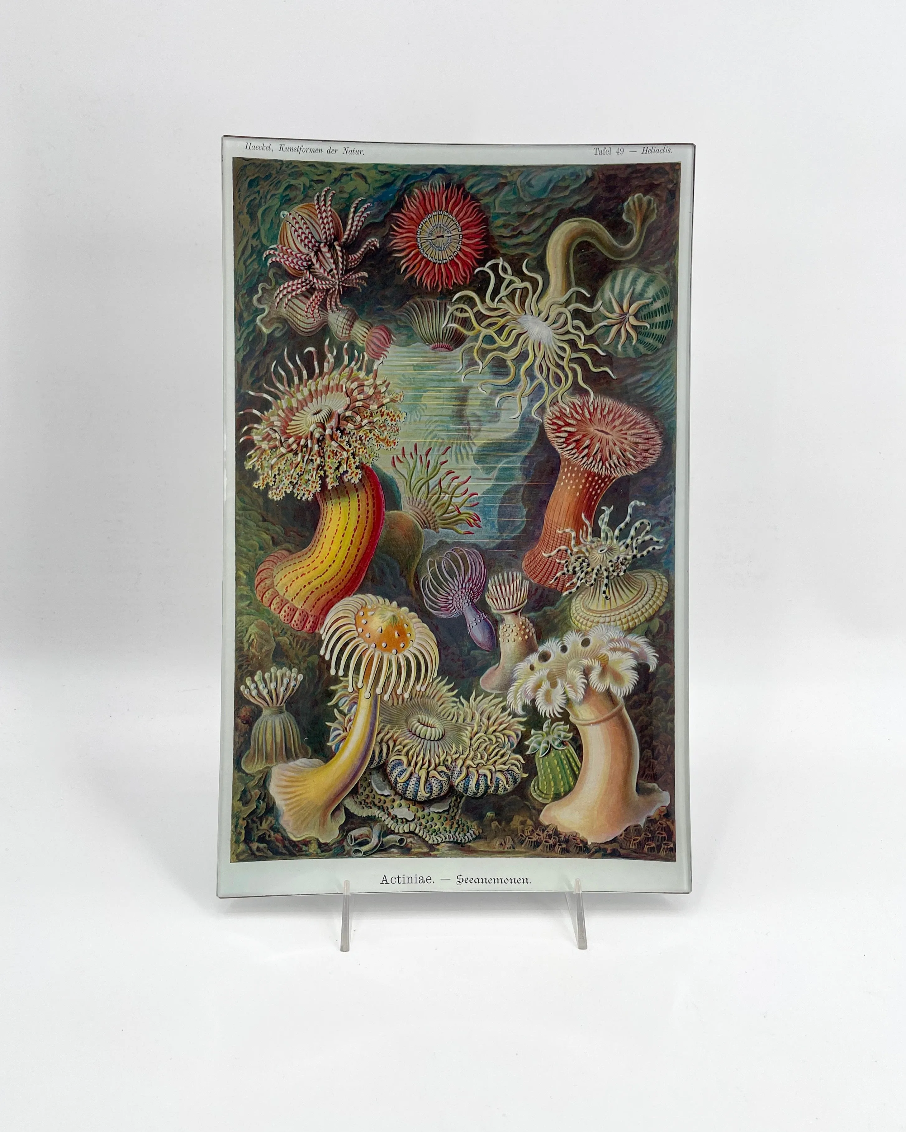 John Derian 10" x 16" Trays