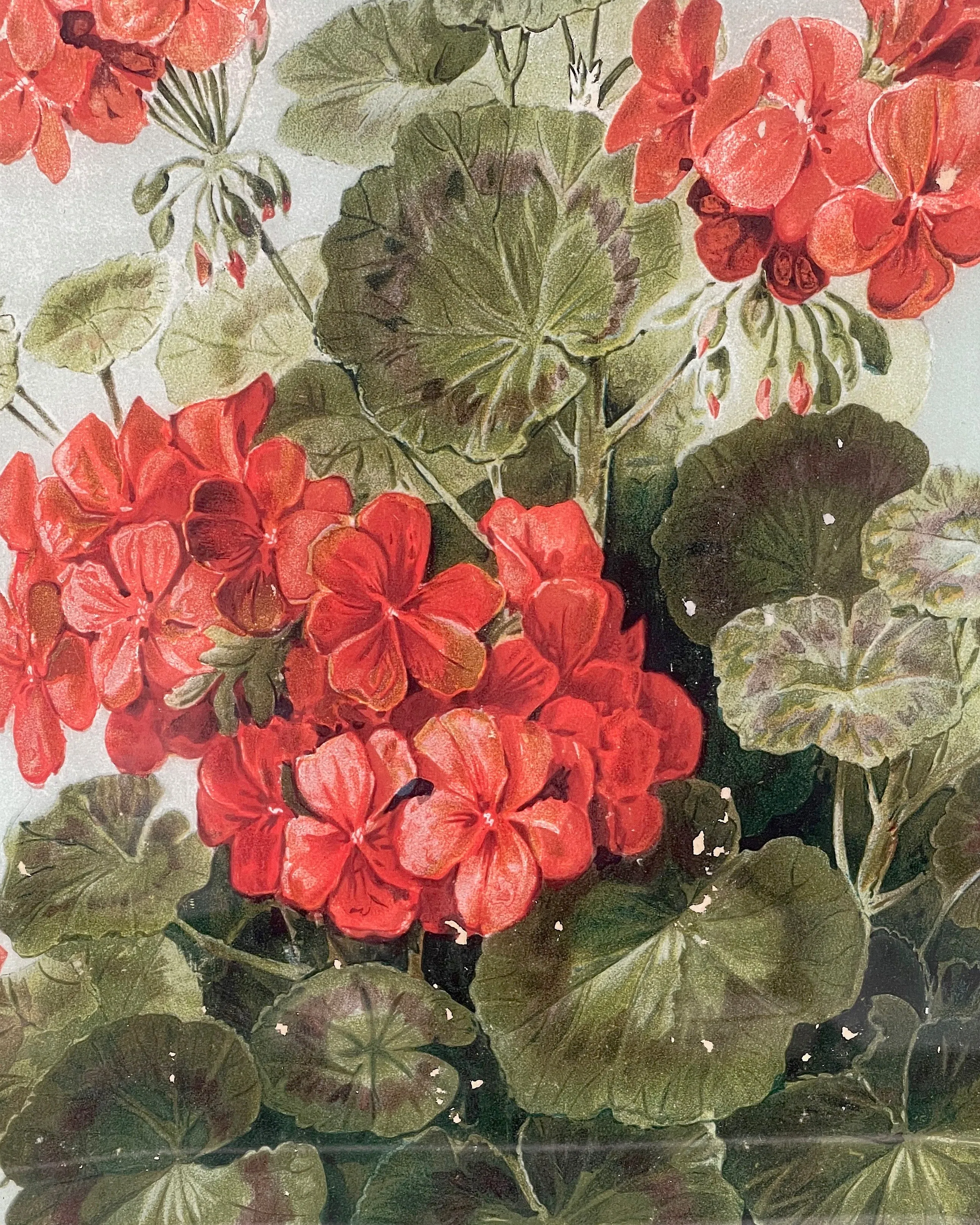 John Derian 15" x 22" Geranium Tray