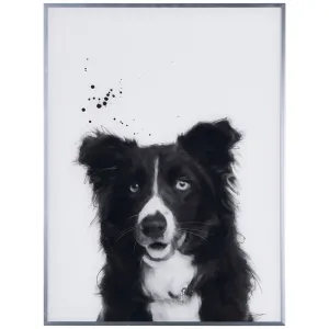 "Border" Collie Black and White Pet Dog Wall Art