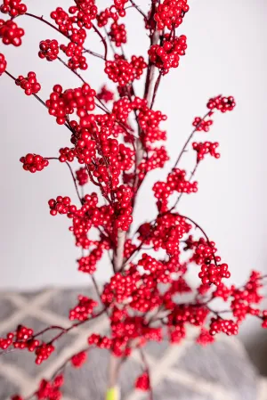 Red Ormosia Plant Branch